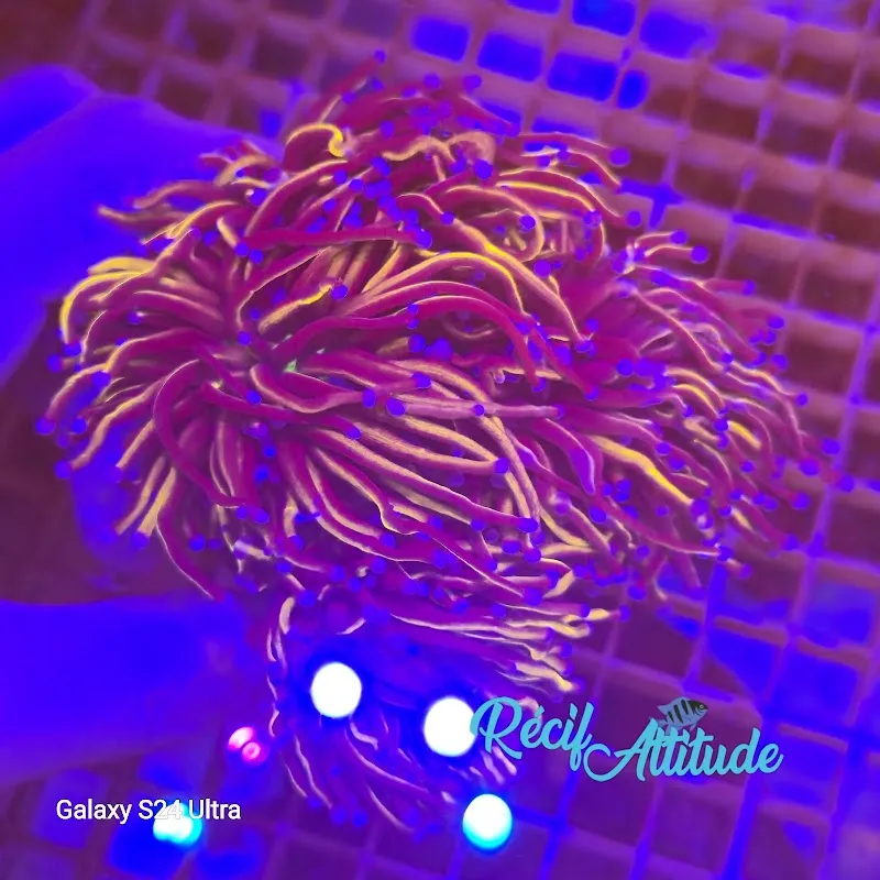 Récif' Attitude — Zoofachhandel in La Chaux-de-Fonds, Neuenburg. Bewertung 5.0/5.