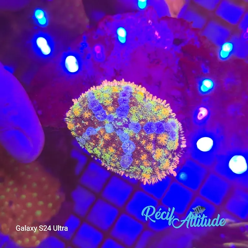 Récif' Attitude — Animalerie, La Chaux-de-Fonds, Neuchâtel. Foto 2