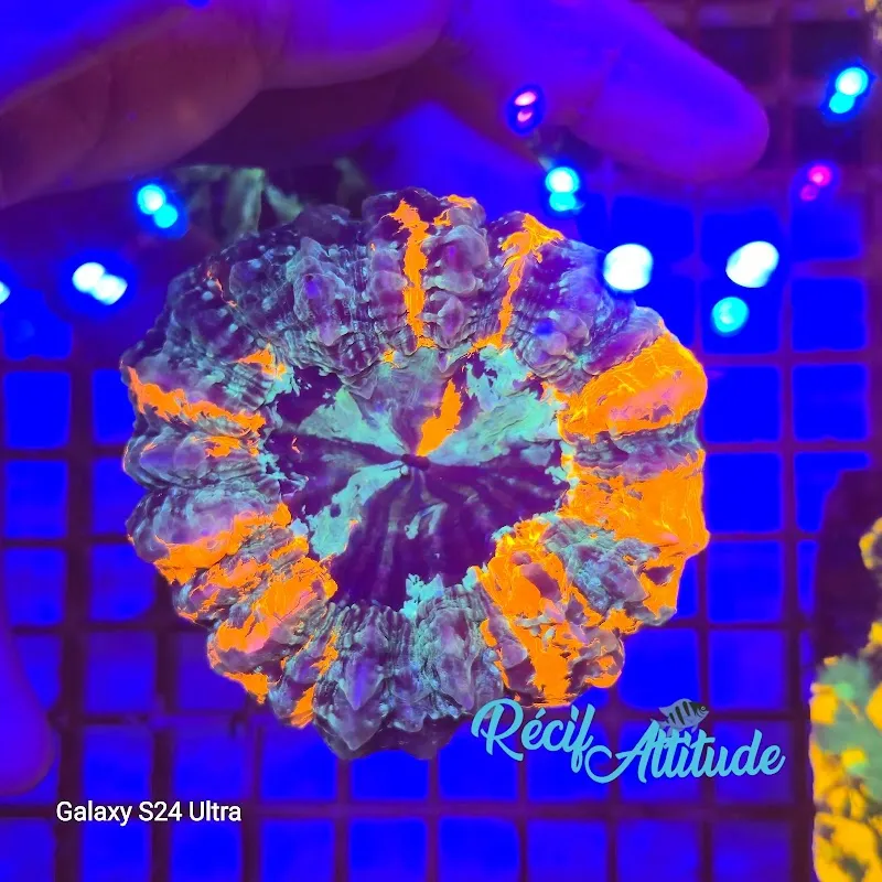 Récif' Attitude — Animalerie, La Chaux-de-Fonds, Neuchâtel. Foto 3