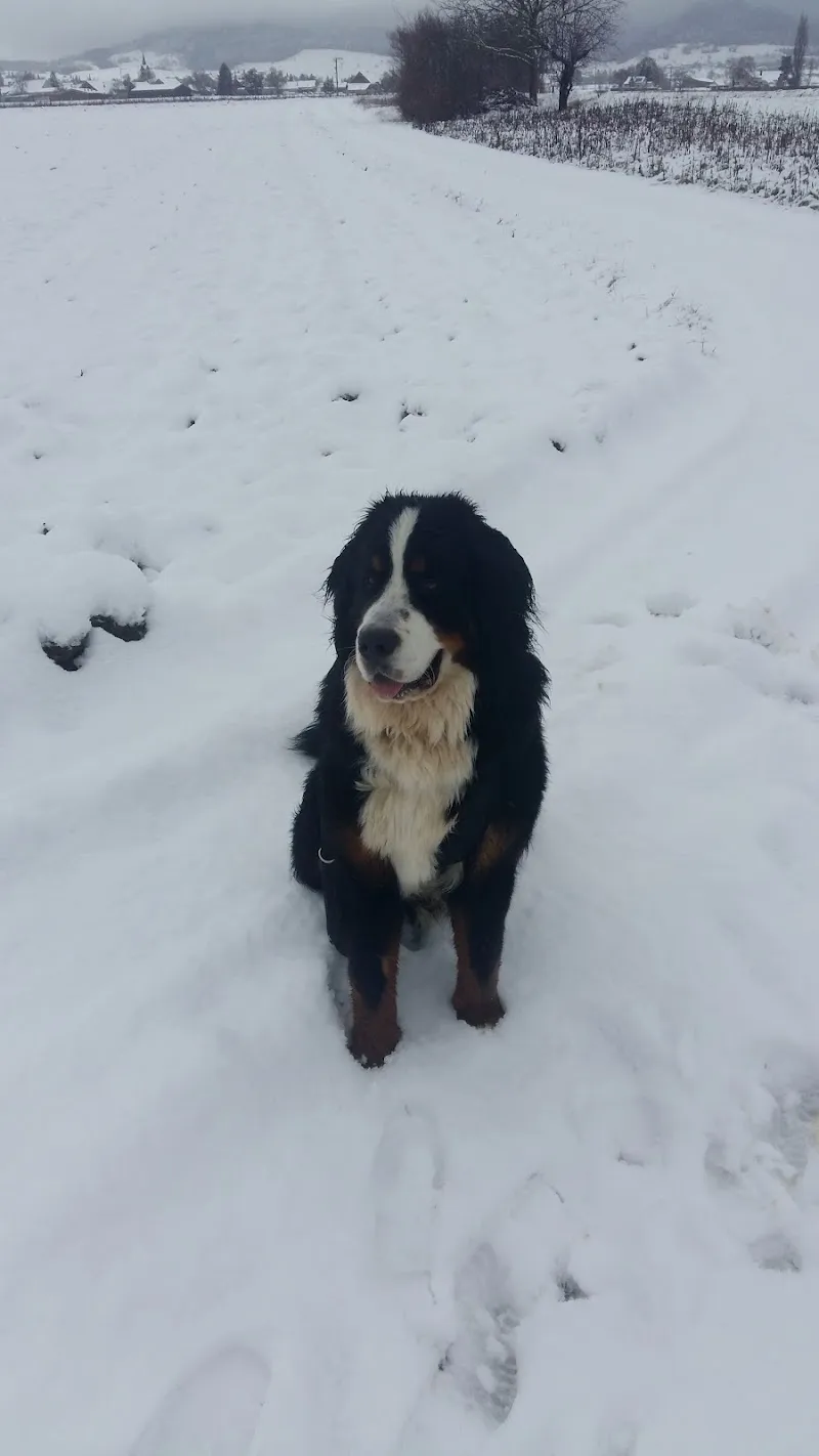 Meiko Heimtierbedarf AG — Animalerie, Beringen, Schaffhouse. Foto 3