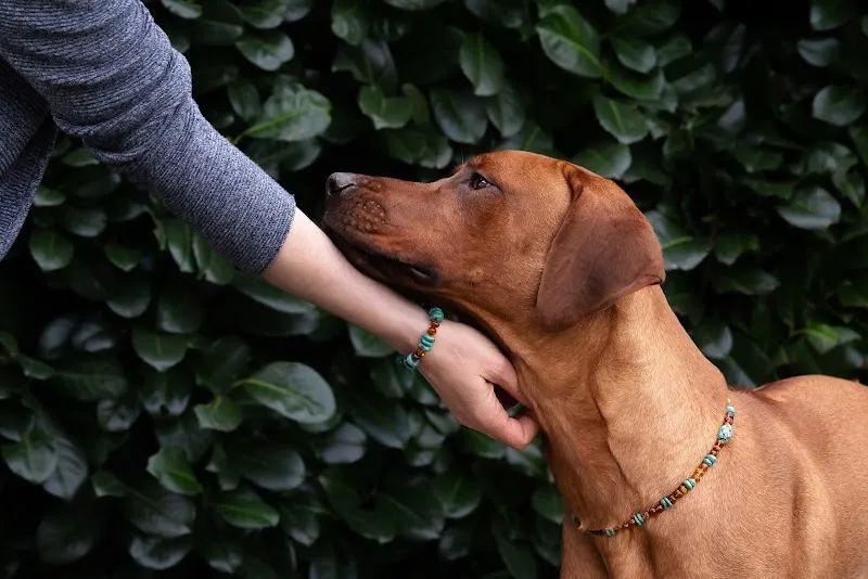 Tier Verbindung — Zoofachhandel in Dörflingen, Schaffhausen. Bewertung 5.0/5.