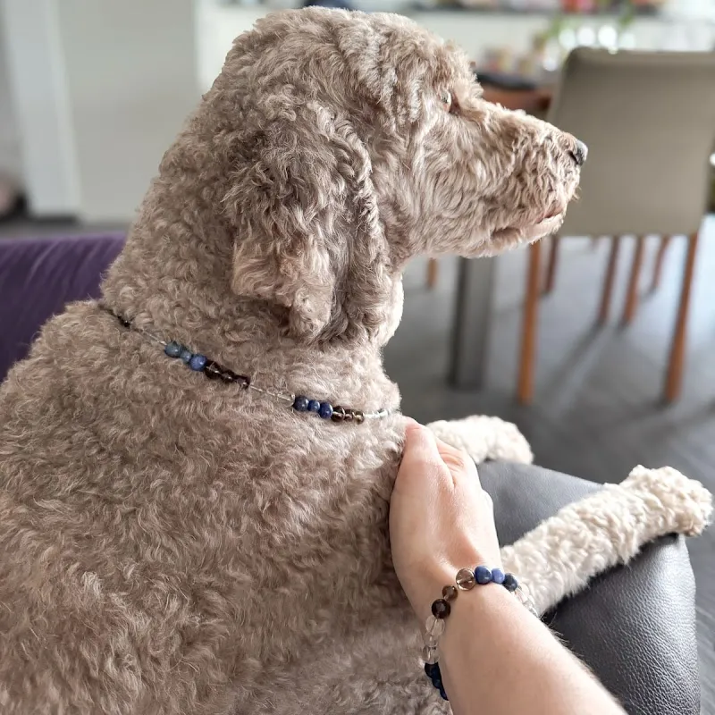 Tier Verbindung — Animalerie, Dörflingen, Schaffhouse. Foto 2