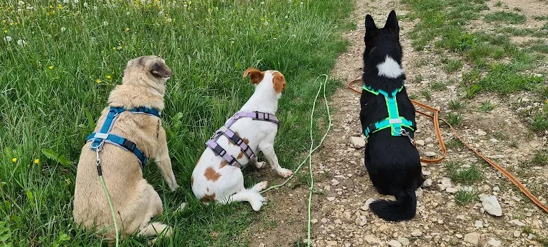 Wau-Effekt — Animalerie, Schaffhausen, Schaffhouse. Foto 3