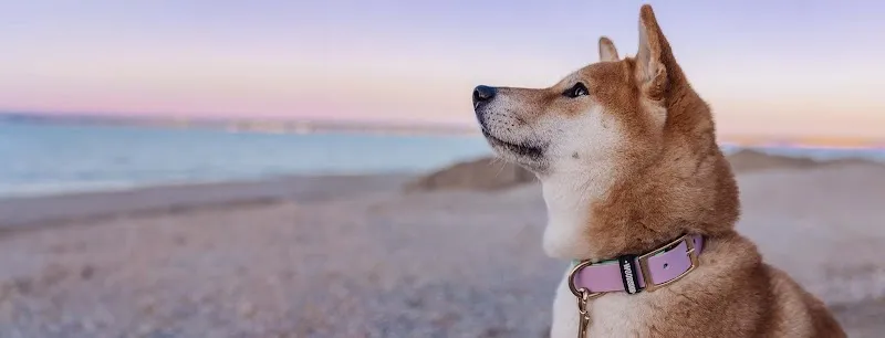 Woodsdog — Zoofachhandel in Andelfingen, Zürich. Bewertung 4.9/5.