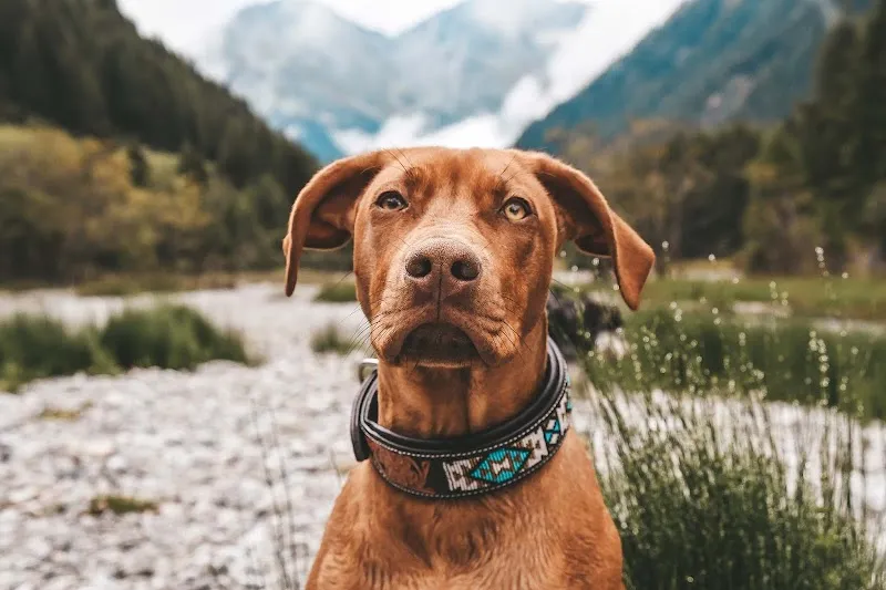 Woodsdog — Animalerie, Andelfingen, Zurich. Foto 2