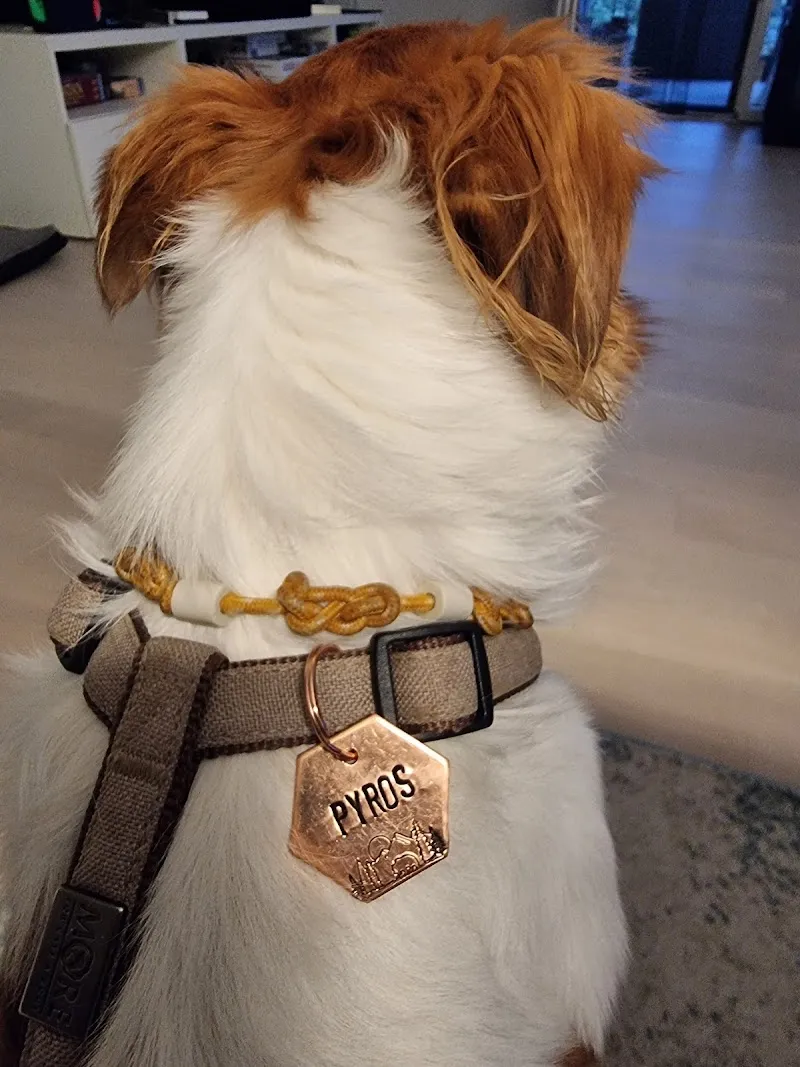 Woodsdog — Animalerie, Andelfingen, Zurich. Foto 3