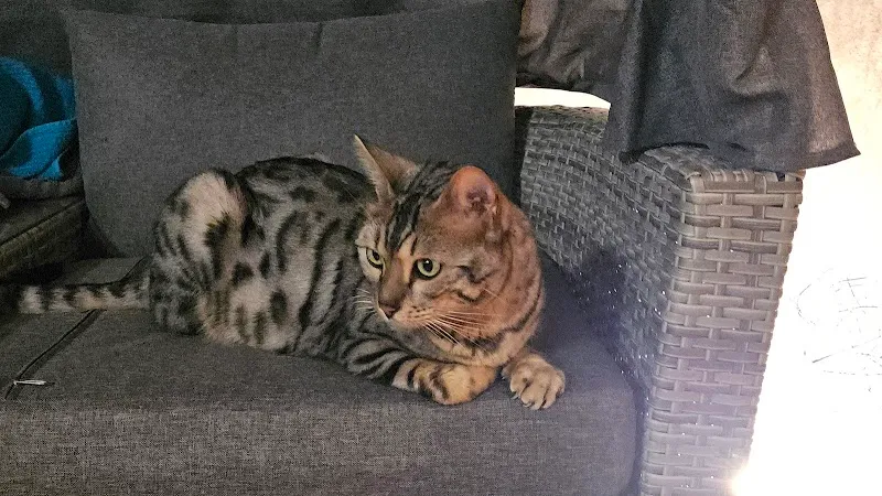 Tierferienhof Willisau — Katzenpension in Grosswangen, Luzern. Bewertung 4.7/5.