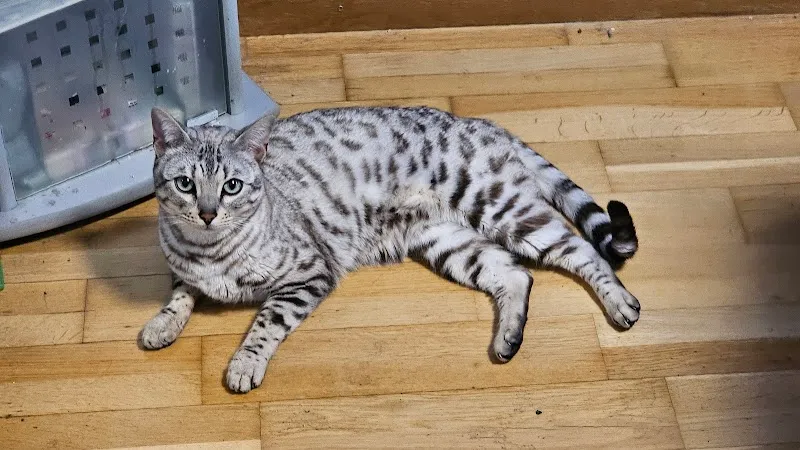 Tierferienhof Willisau — Katzenpension, Grosswangen, Luzern. Foto 2