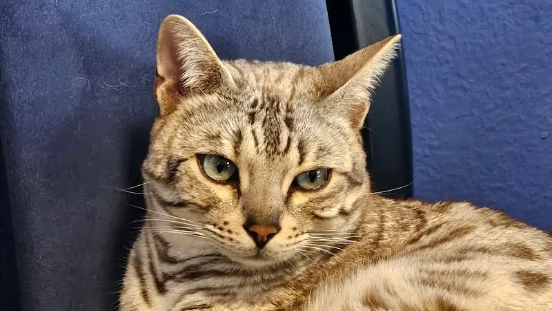 Tierferienhof Willisau — Katzenpension, Grosswangen, Luzern. Foto 3