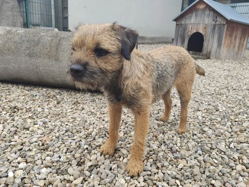 Tierpension Hofmatt — Katzenpension, Gettnau, Luzern. Foto 3