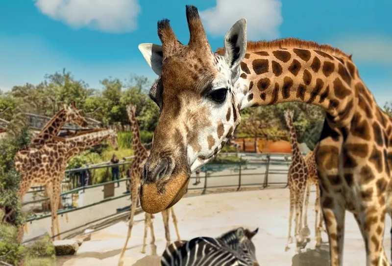 Knies Kinderzoo Rapperswil — Zoofachhandel in Rapperswil-Jona, Schwyz. Bewertung 4.5/5.