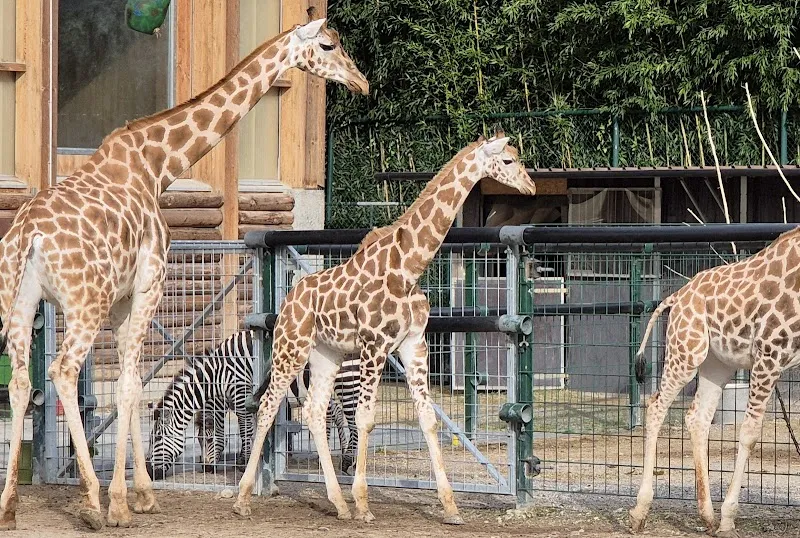 Knies Kinderzoo Rapperswil — Zoofachhandel, Rapperswil-Jona, Schwyz. Foto 2