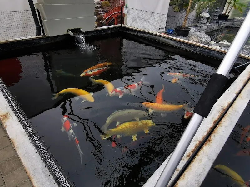 Koizentrale GmbH (Koi-Händler) — Zoofachhandel in Unteriberg, Schwyz. Bewertung 4.9/5.