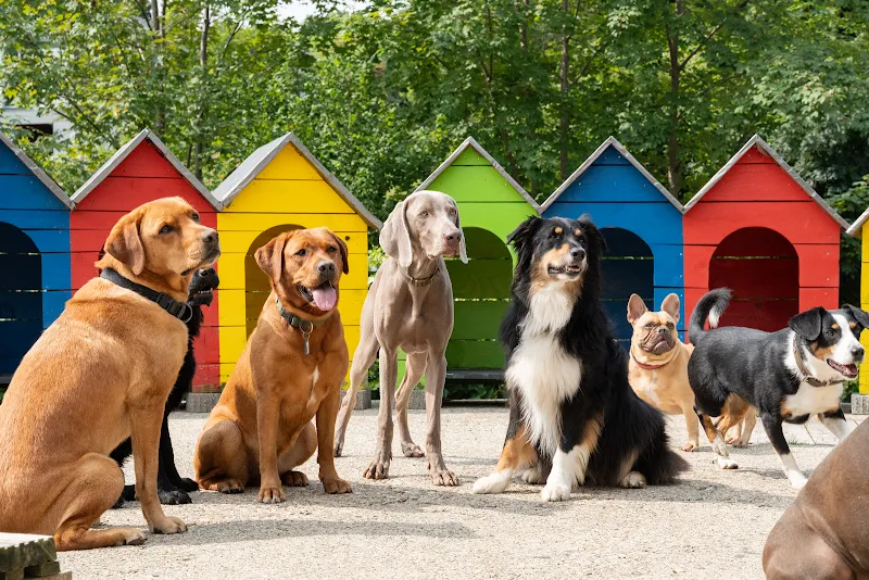 Villa Bunterhund — Katzenpension in Schwarzenberg, Luzern. Bewertung 4.5/5.