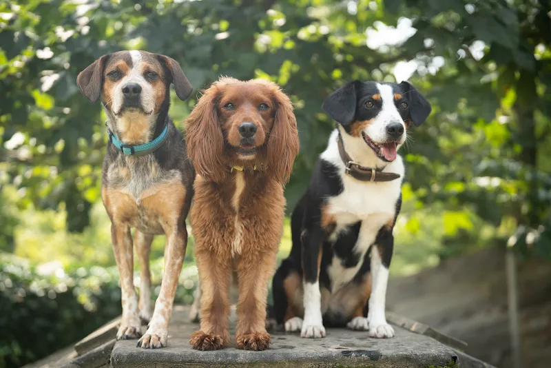 Villa Bunterhund — Katzenpension, Schwarzenberg, Luzern. Foto 2