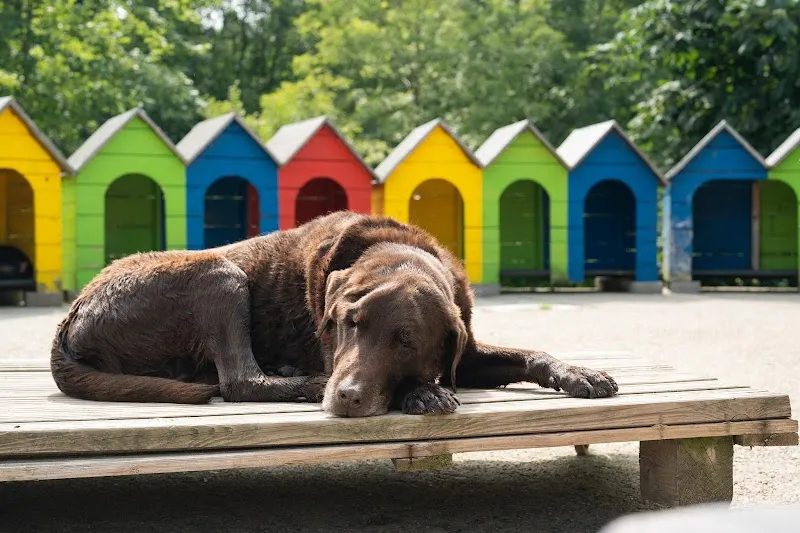 Villa Bunterhund — Katzenpension, Schwarzenberg, Luzern. Foto 3