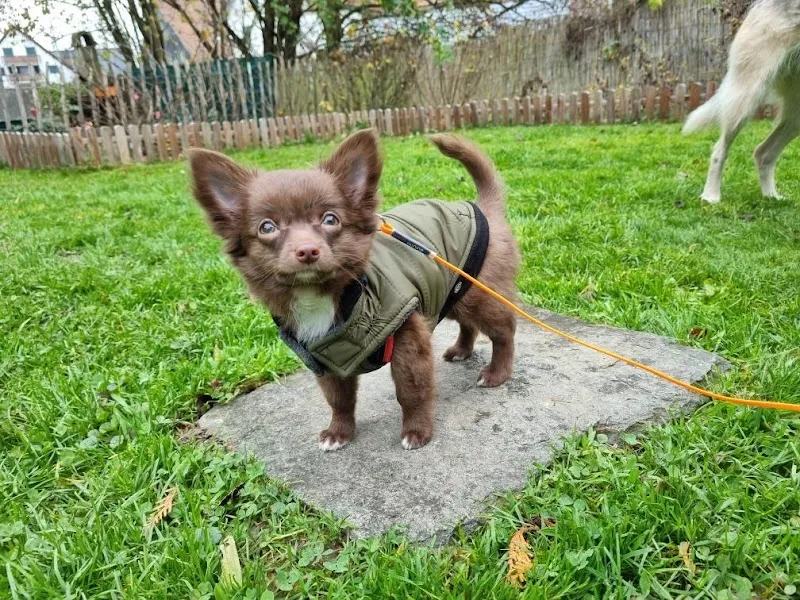 Red Snoop Online Shop — Animalerie, Meisterschwanden, Argovie. Foto 2