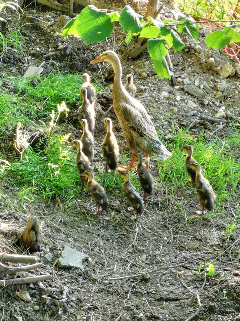 Rent En Ent - Enten Vermietung — Zoofachhandel in Lauerz, Schwyz. Bewertung 4.3/5.