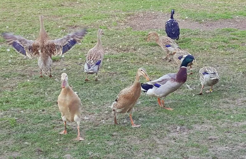 Rent En Ent - Enten Vermietung — Animalerie, Lauerz, Schwyz. Foto 2