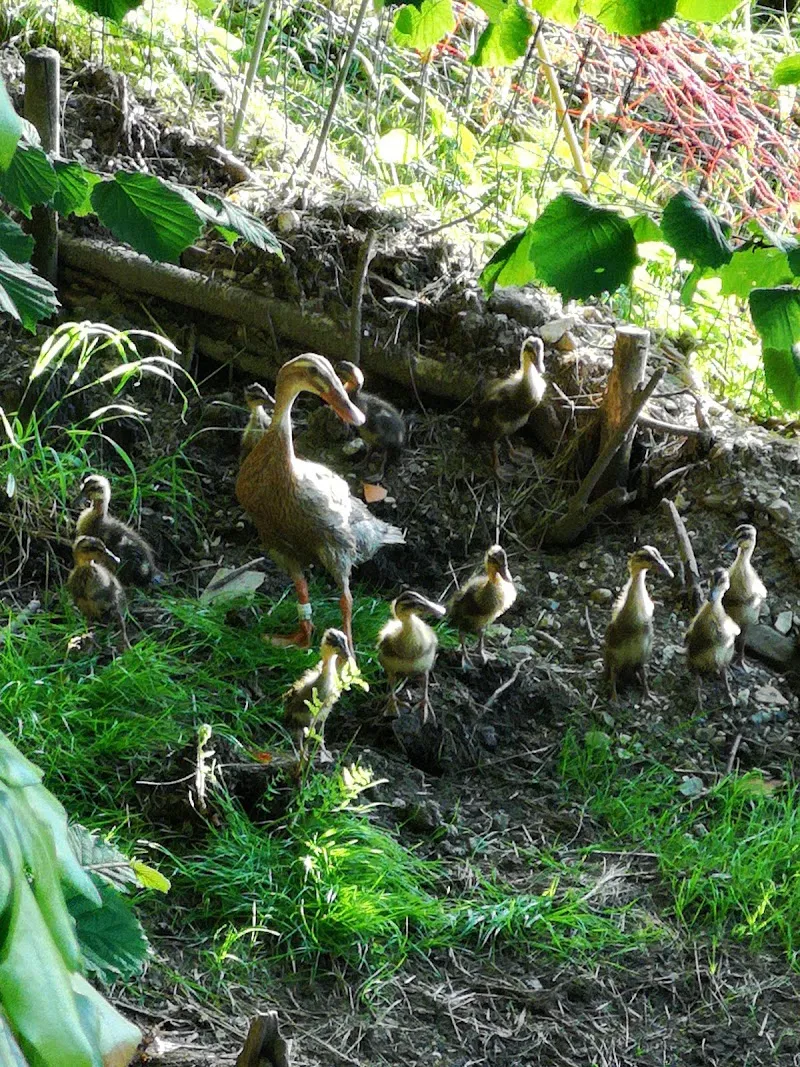 Rent En Ent - Enten Vermietung — Animalerie, Lauerz, Schwyz. Foto 3