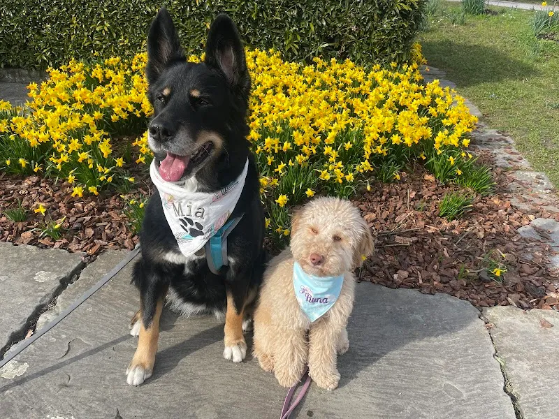 Wild Dogs BARF — Animalerie, Samstagern, Zurich. Foto 3