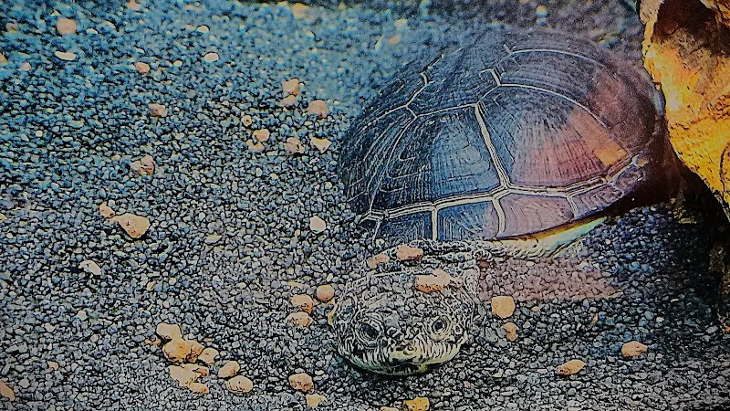 Aqua Design Mühlberg — Zoofachhandel, Bretzwil, Basel-Landschaft. Foto 2