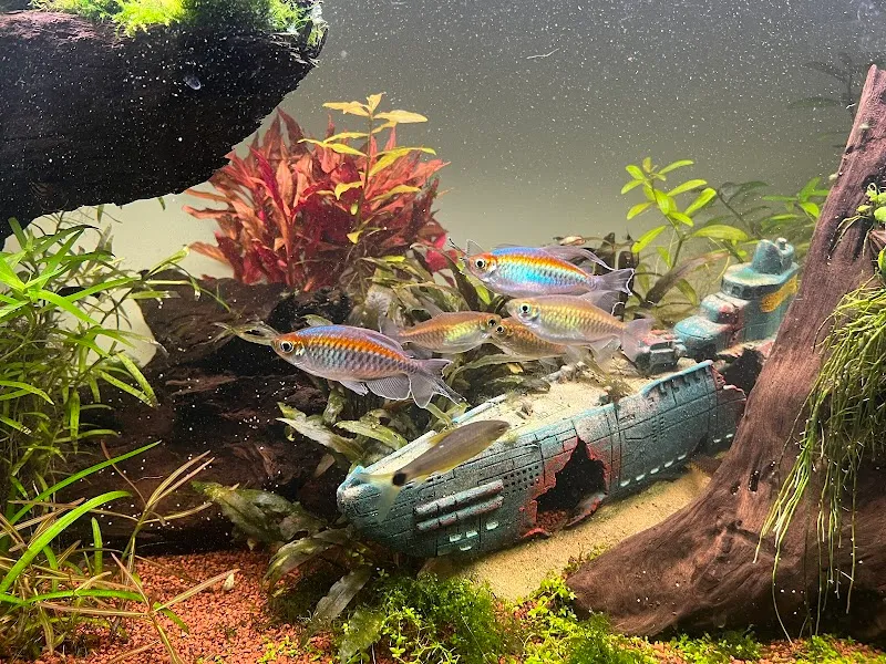 Aqua Design Mühlberg — Zoofachhandel, Bretzwil, Basel-Landschaft. Foto 3