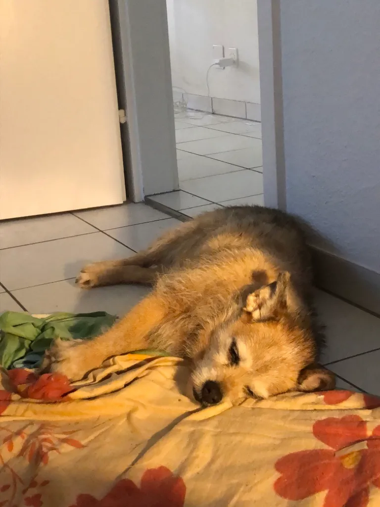 Fressnapf Oftringen — Animalerie, Oftringen, Argovie. Foto 3