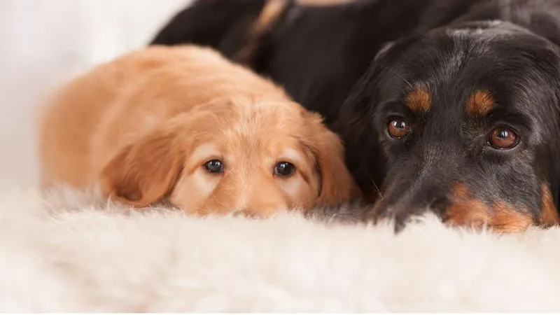 Luginbühl Tiernahrung GmbH — Zoofachhandel in Büren an der Aare, Bern. Bewertung 4.9/5.