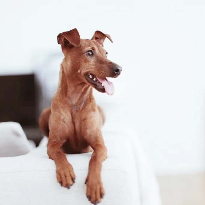 AniSwiss Gmbh — Zoofachhandel in Rickenbach, St. Gallen. Bewertung 4.4/5.