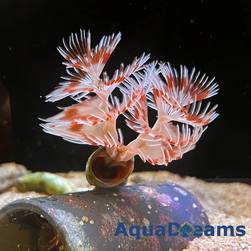 AquaDreams Thür — Zoofachhandel, Zuckenriet, St. Gallen. Foto 3