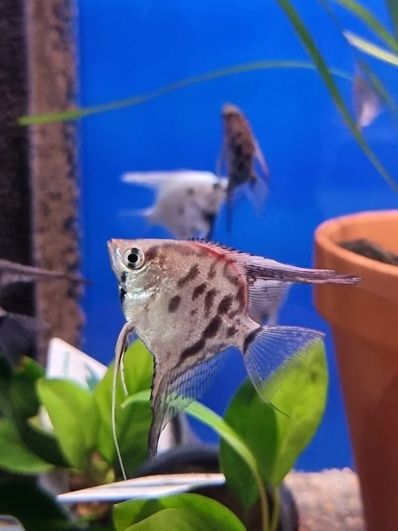 Aquaristik Utzinger — Zoofachhandel in Affeltrangen, Thurgau. Bewertung 5.0/5.