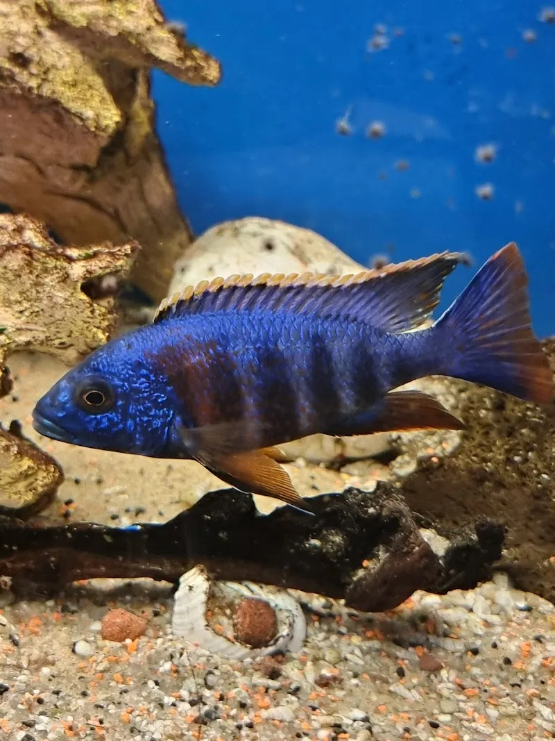 Aquaristik Utzinger — Animalerie, Affeltrangen, Thurgovie. Foto 2