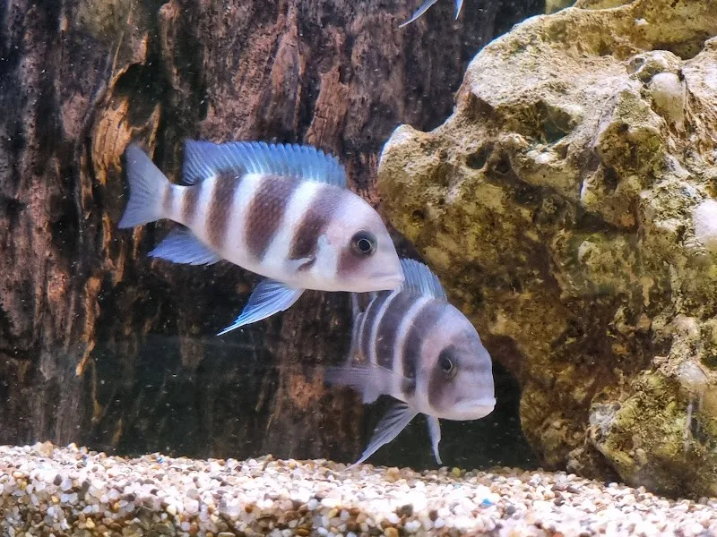 Aquaristik Utzinger — Animalerie, Affeltrangen, Thurgovie. Foto 3