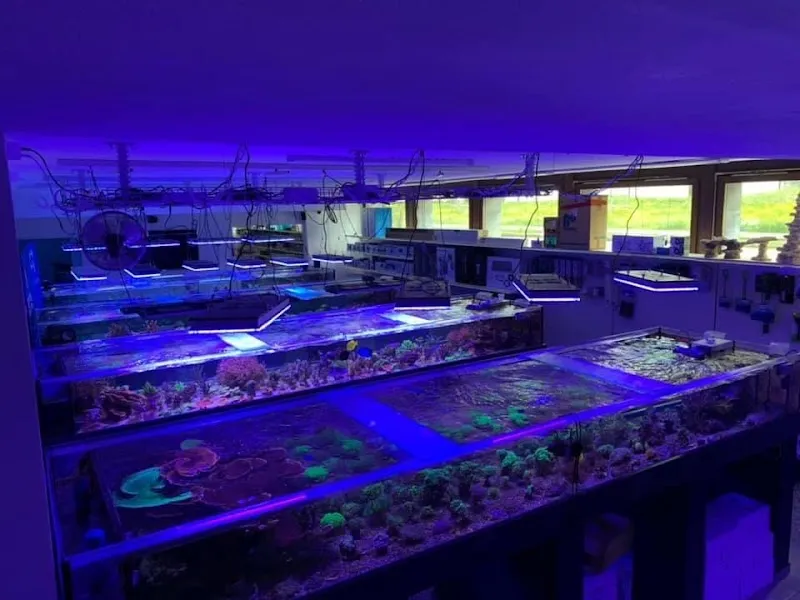 Colorals Zilian Coral Farm — Zoofachhandel in Sargans, St. Gallen. Bewertung 4.7/5.