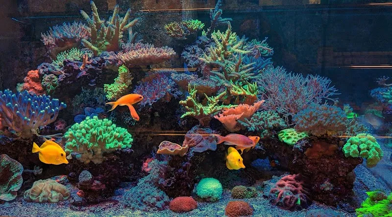 Colorals Zilian Coral Farm — Animalerie, Sargans, Saint-Gall. Foto 2