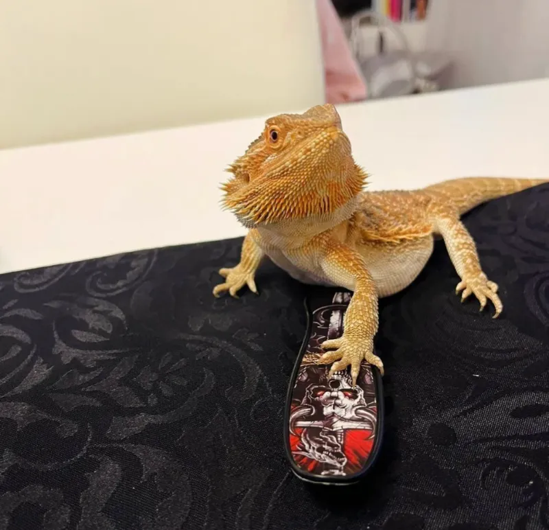 ExoPet — Animalerie, Amriswil, Thurgovie. Foto 2