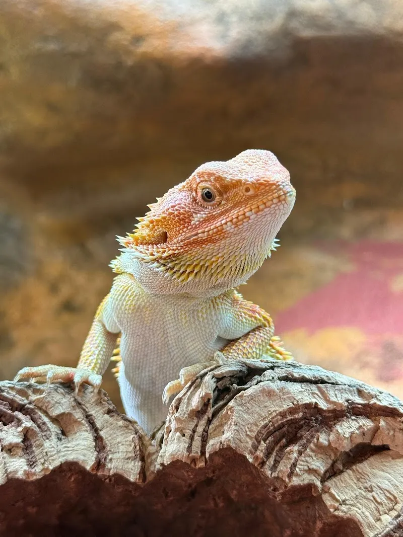 ExoPet — Animalerie, Amriswil, Thurgovie. Foto 3