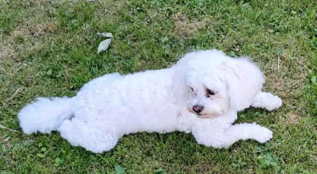 Freya — Animalerie, Gossau, Zurich. Foto 3