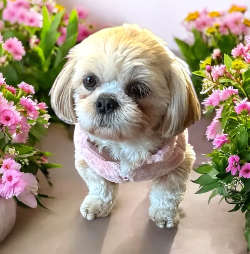 HUNDE MODE JUPITER — Zoofachhandel in Wil, St. Gallen. 