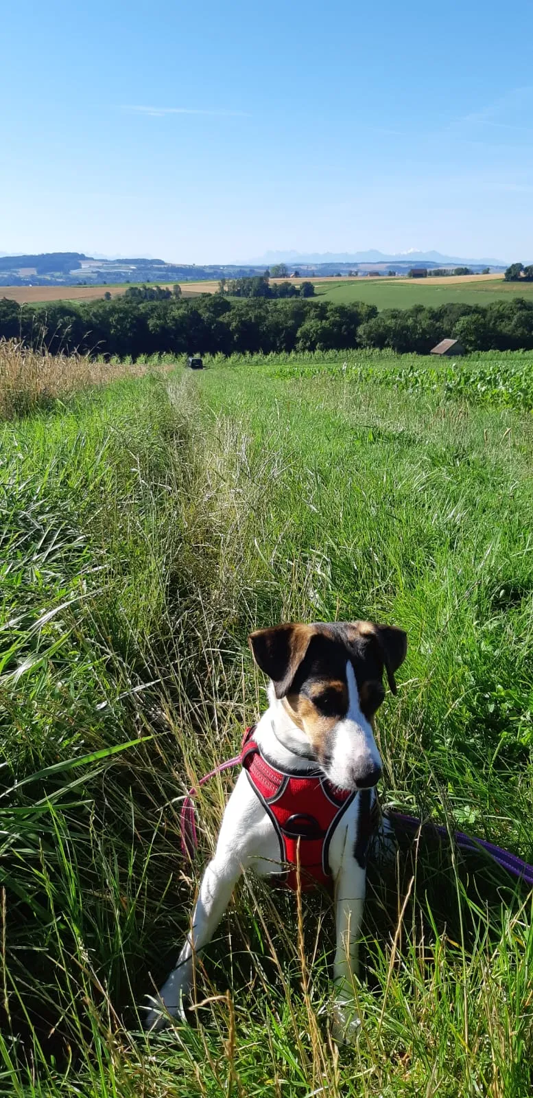 Dog Palace — Katzenpension, Montmollin, Neuenburg. Foto 2