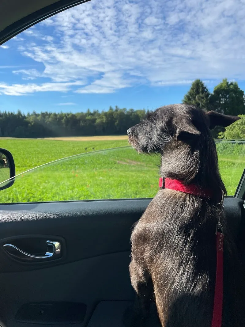 Dog Palace — Katzenpension, Montmollin, Neuenburg. Foto 3