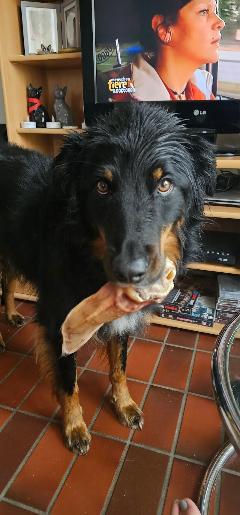 Meiko Heimtierbedarf AG — Animalerie, Frauenfeld, Thurgovie. Foto 3