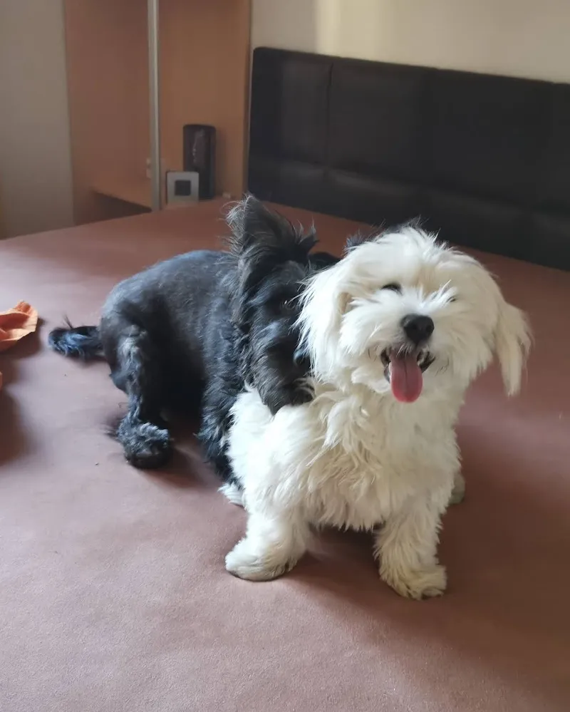 Meiko Heimtierbedarf AG — Animalerie, Maienfeld, Grisons. Foto 3