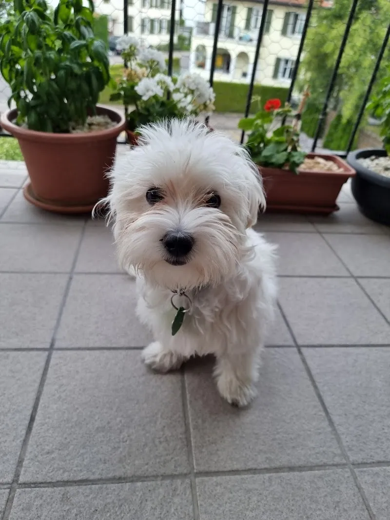 Pfotenoase Marleen — Zoofachhandel in Oberbüren, St. Gallen. Bewertung 5.0/5.