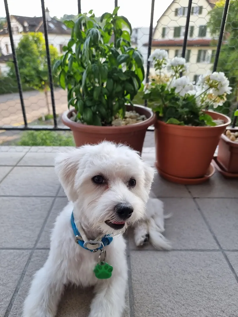 Pfotenoase Marleen — Negozio di animali, Oberbüren, San Gallo. Foto 2