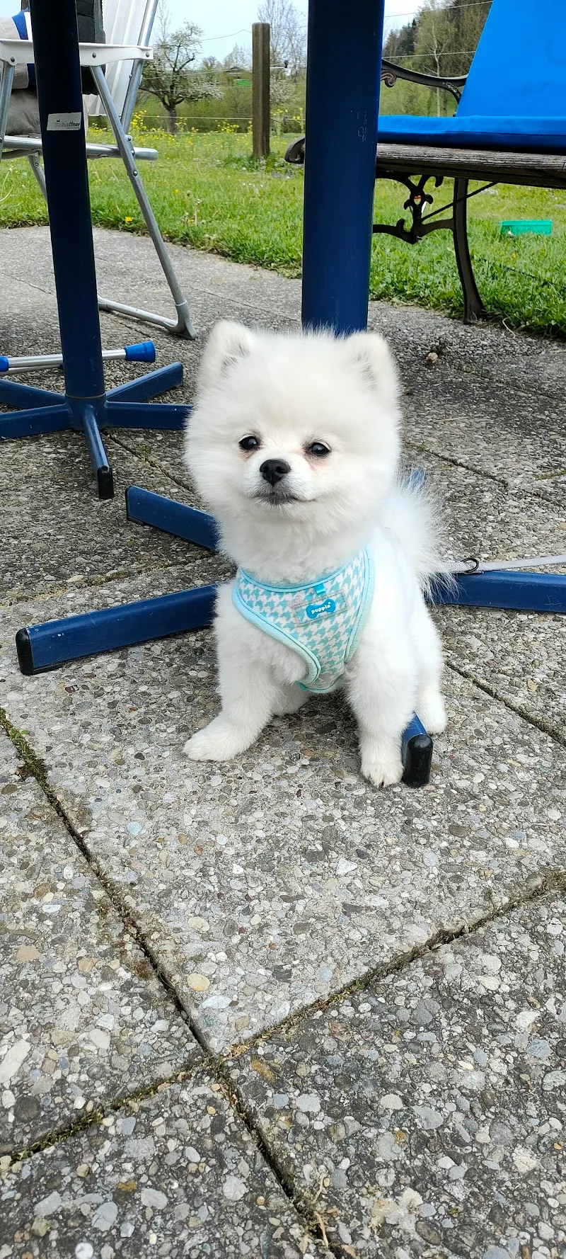 Pfotenoase Marleen — Negozio di animali, Oberbüren, San Gallo. Foto 3