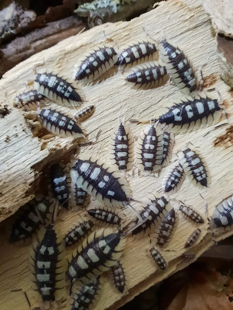 Pocerias Futterinsekten — Zoofachhandel in Bürglen, Thurgau. Bewertung 4.8/5.