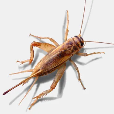 Pocerias Futterinsekten — Animalerie, Bürglen, Thurgovie. Foto 2