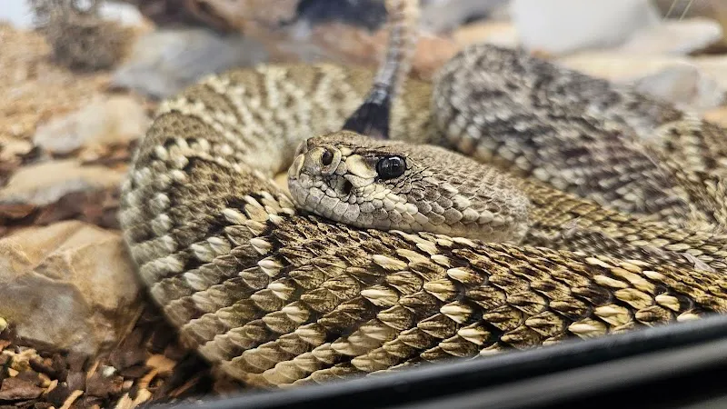 Schlangenzoo Eschlikon — Zoofachhandel in Eschlikon, Thurgau. Bewertung 4.7/5.